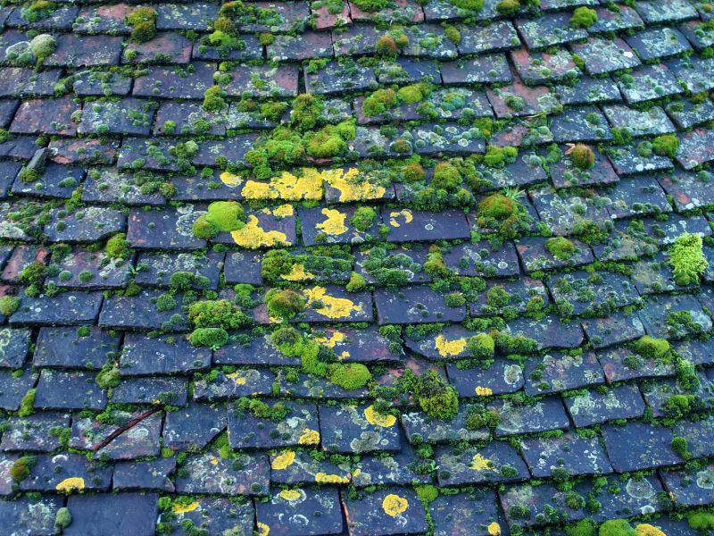 Roof Tile and Shingle Condition
