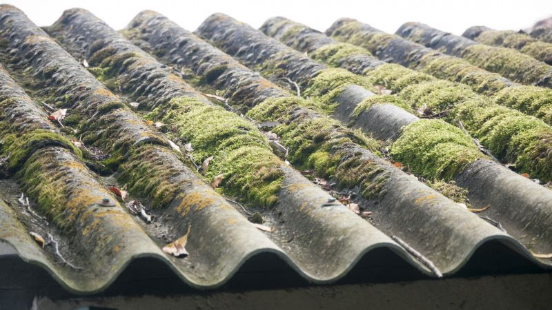 Roof Algae Cleaning